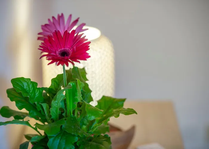 Casa Delizia Apartment Positano